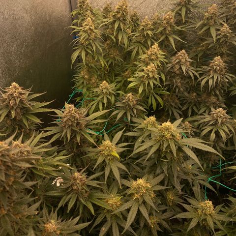Wedding Gelato growlog timeline photo