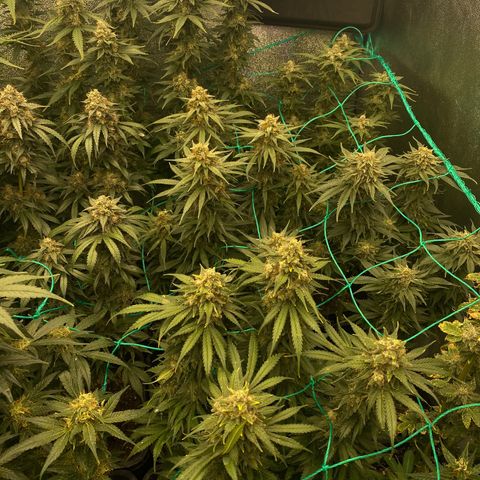 Wedding Gelato growlog timeline photo