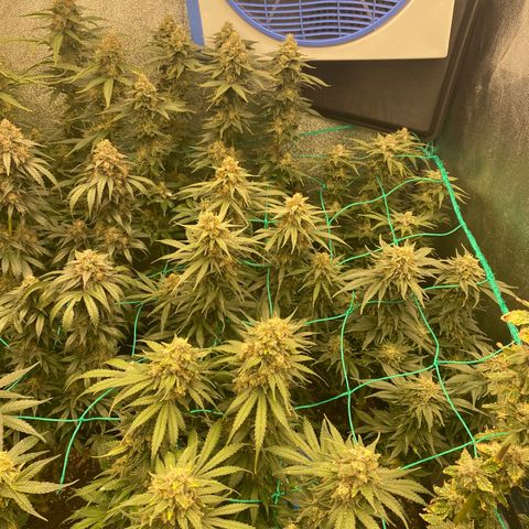 Wedding Gelato growlog timeline photo