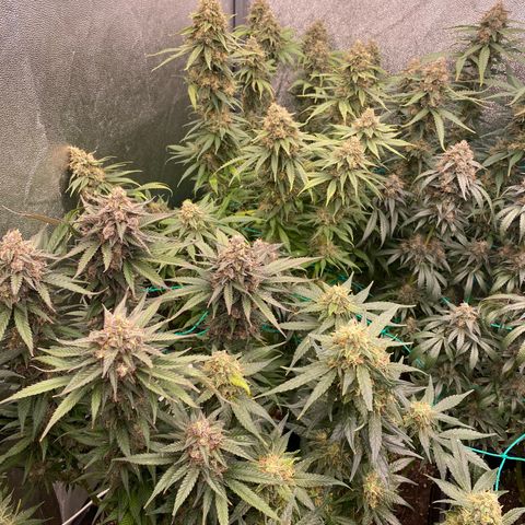Wedding Gelato growlog timeline photo