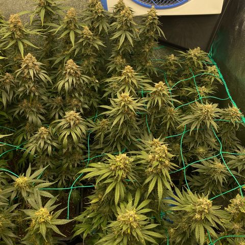 Wedding Gelato growlog timeline photo