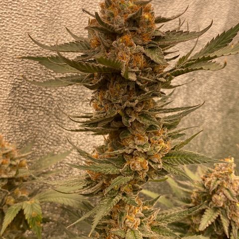 Wedding Gelato growlog timeline photo