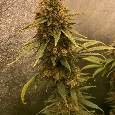 Wedding Gelato growlog timeline photo