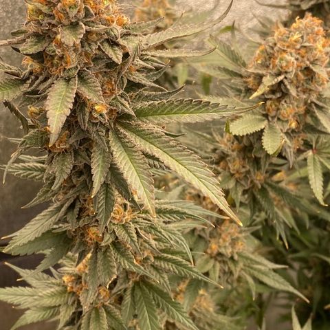 Wedding Gelato growlog timeline photo