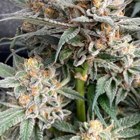 Wedding Gelato growlog timeline photo