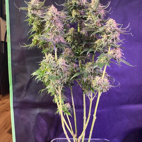 Wedding Gelato growlog timeline photo