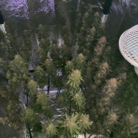 Wedding Gelato growlog timeline photo