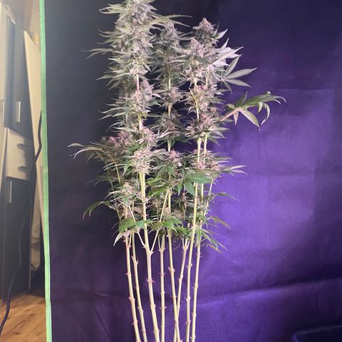 Wedding Gelato growlog timeline photo
