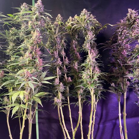 Wedding Gelato growlog timeline photo