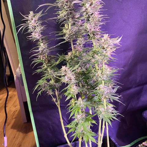 Wedding Gelato growlog timeline photo