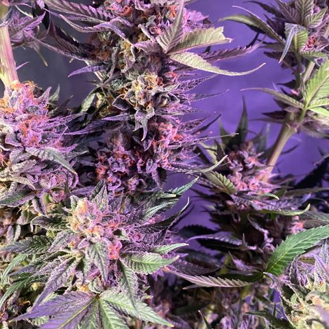 Wedding Gelato growlog timeline photo