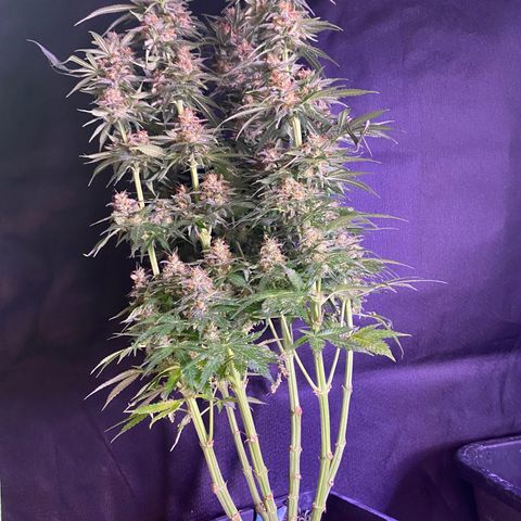 Wedding Gelato growlog timeline photo