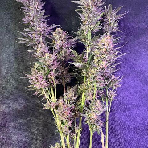 Wedding Gelato growlog timeline photo