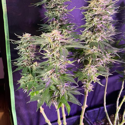 Wedding Gelato growlog timeline photo