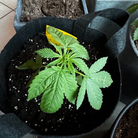 Experiment | Wellige Blätter growlog timeline photo