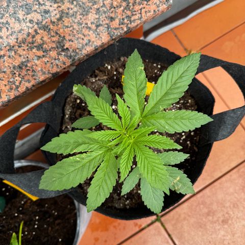 Experiment | Wellige Blätter growlog timeline photo