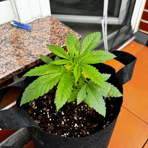 Experiment | Wellige Blätter growlog timeline photo