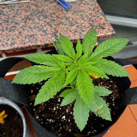 Experiment | Wellige Blätter growlog timeline photo
