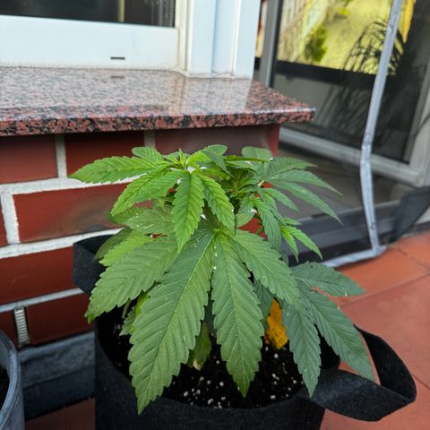 Experiment | Wellige Blätter growlog timeline photo