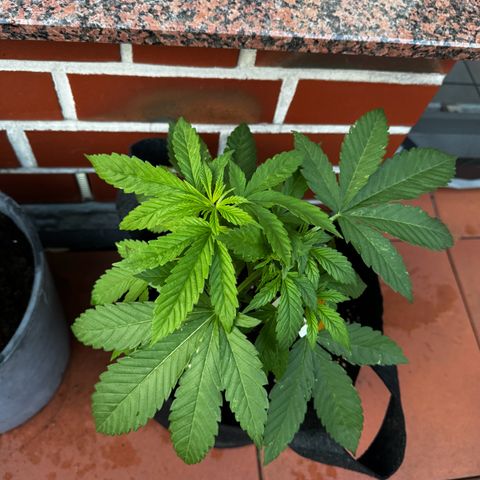 Experiment | Wellige Blätter growlog timeline photo