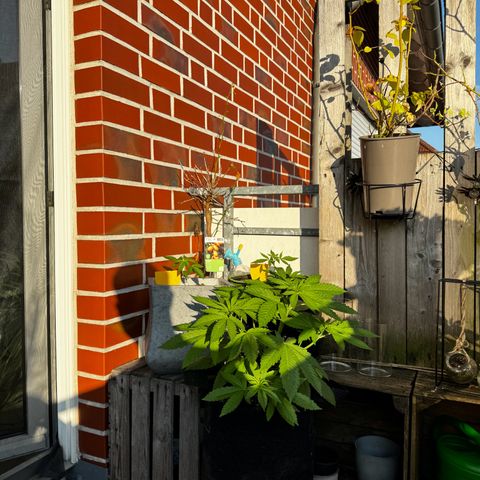 Experiment | Wellige Blätter growlog timeline photo