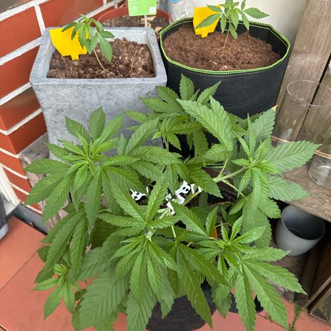 Experiment | Wellige Blätter growlog timeline photo