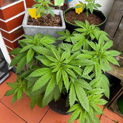 Experiment | Wellige Blätter growlog timeline photo