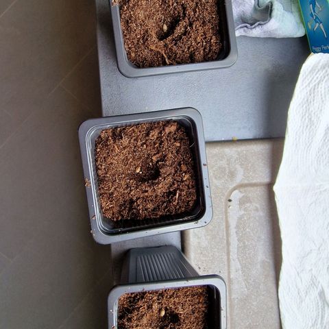 Royal Cookies Automatic growlog photo: Umtopfen, weil tuch irwie nicht funktioniert zum keimen