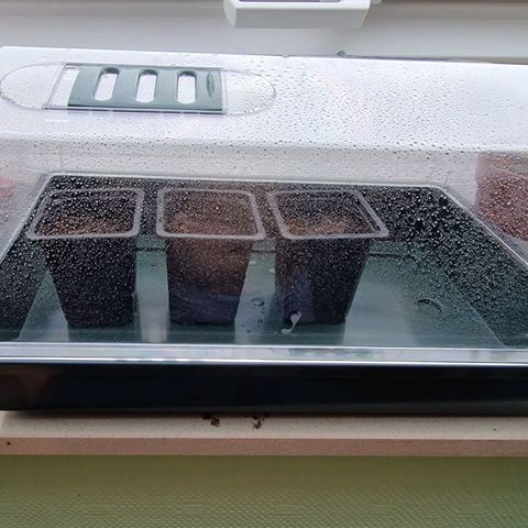 Royal Cookies Automatic growlog timeline photo