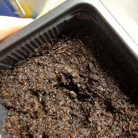 Royal Cookies Automatic growlog timeline photo