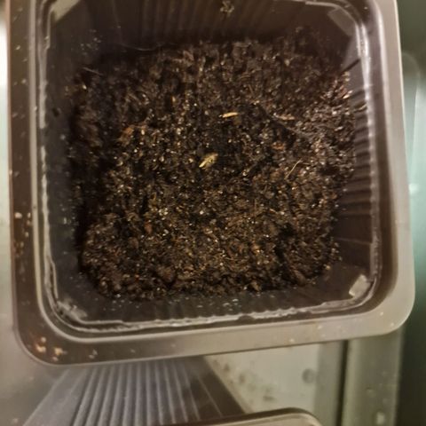 Royal Cookies Automatic growlog timeline photo
