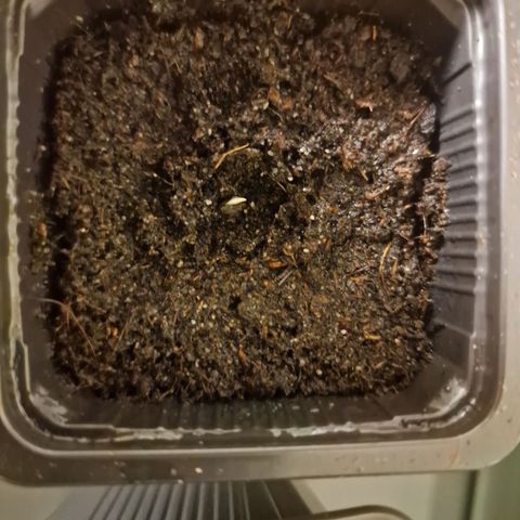 Royal Cookies Automatic growlog timeline photo