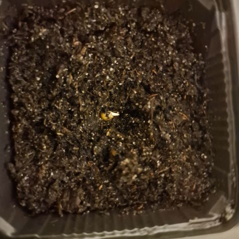 Royal Cookies Automatic growlog timeline photo
