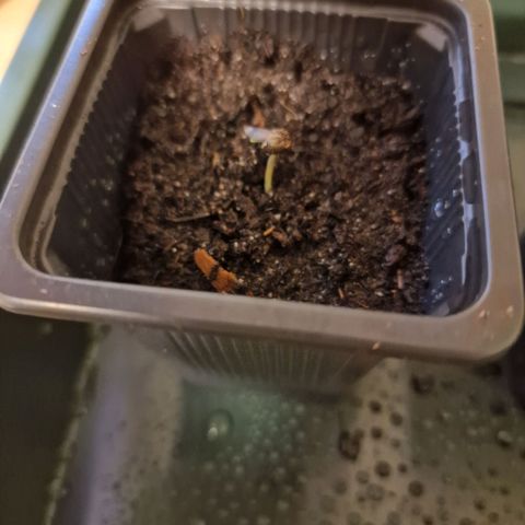 Royal Cookies Automatic growlog timeline photo