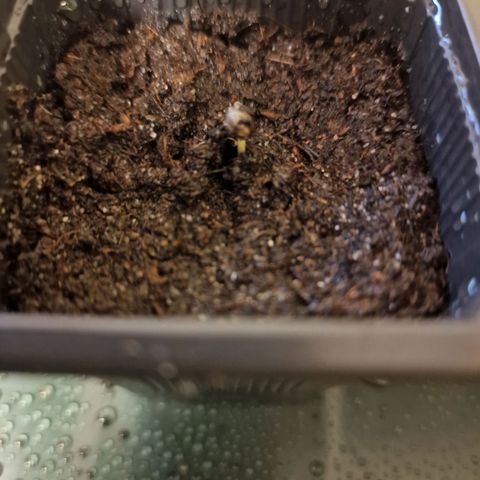 Royal Cookies Automatic growlog timeline photo