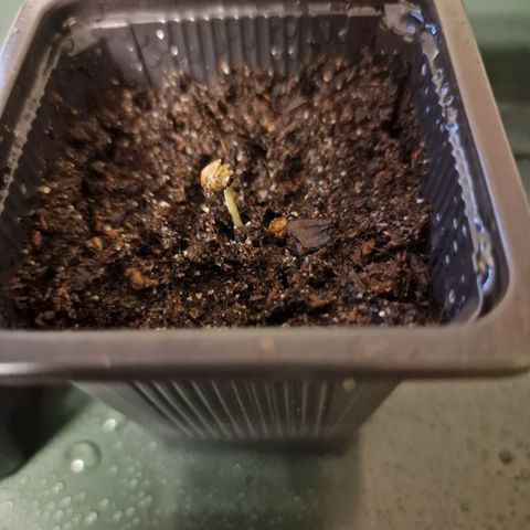 Royal Cookies Automatic growlog timeline photo