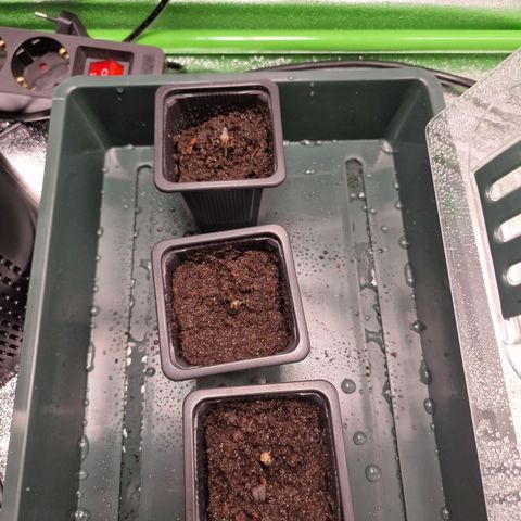 Royal Cookies Automatic growlog timeline photo