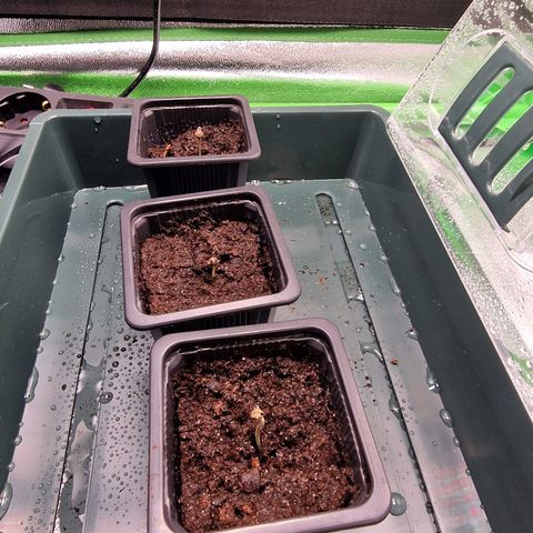 Royal Cookies Automatic growlog timeline photo