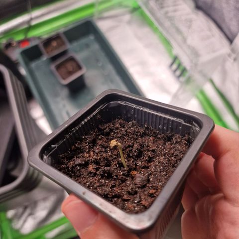 Royal Cookies Automatic growlog timeline photo