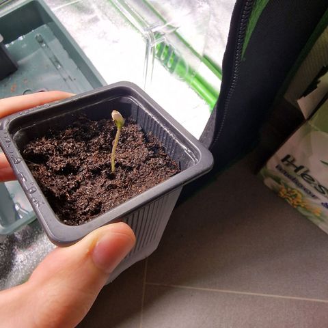 Royal Cookies Automatic growlog timeline photo