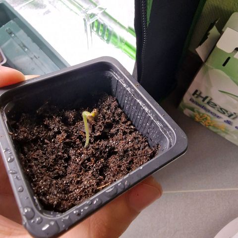 Royal Cookies Automatic growlog timeline photo