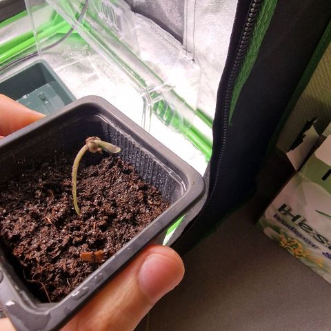Royal Cookies Automatic growlog timeline photo