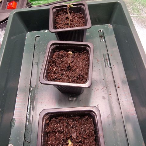 Royal Cookies Automatic growlog timeline photo