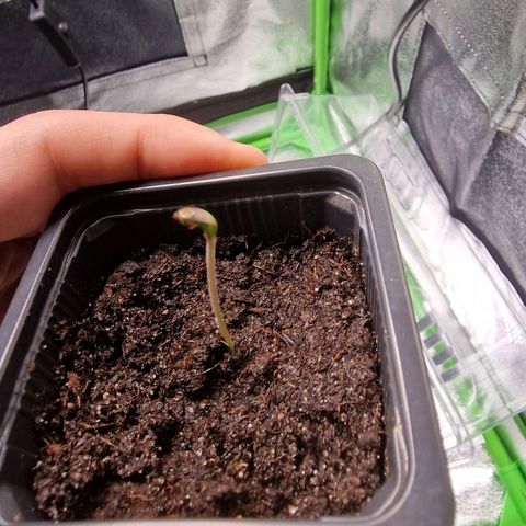 Royal Cookies Automatic growlog timeline photo