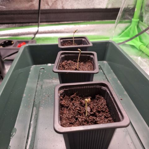Royal Cookies Automatic growlog timeline photo