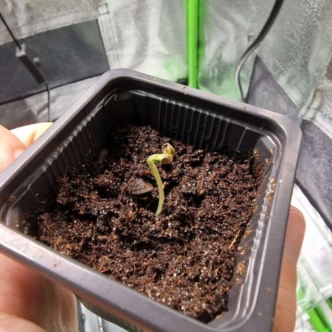 Royal Cookies Automatic growlog timeline photo