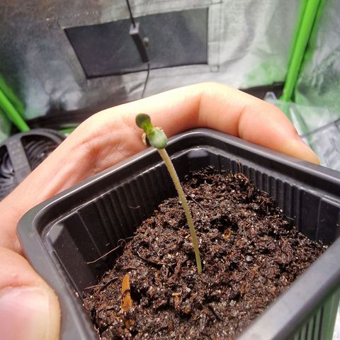 Royal Cookies Automatic growlog timeline photo