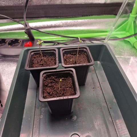 Royal Cookies Automatic growlog timeline photo