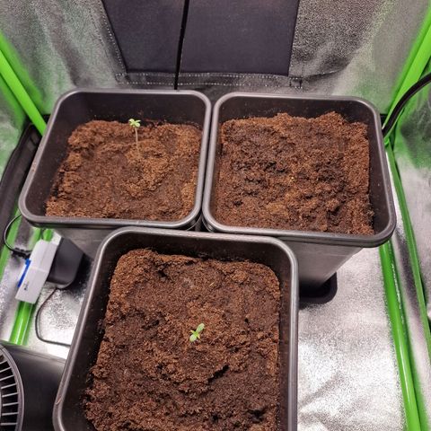 Royal Cookies Automatic growlog timeline photo