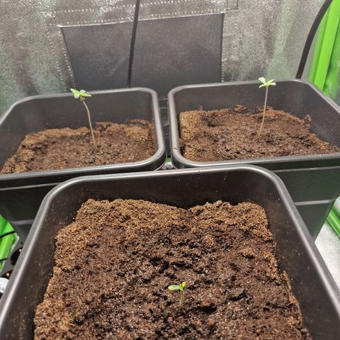 Royal Cookies Automatic growlog timeline photo
